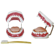 Dental-Care-Model-28-Teeth-PVC