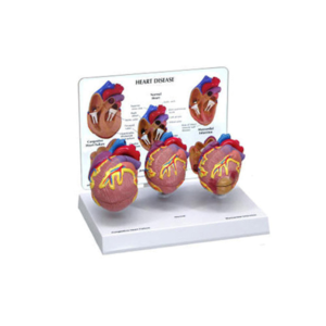 Human Heart and artery models